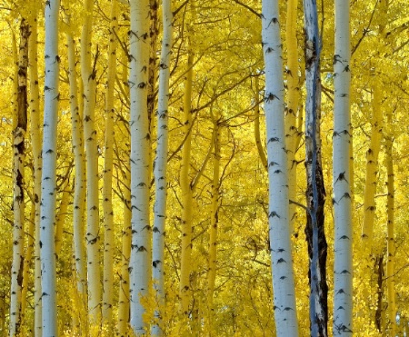 golden aspens