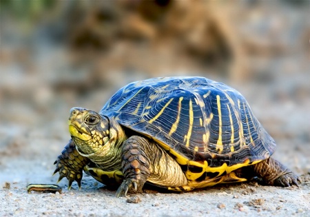 Turtle Meets Caterpillar Snack