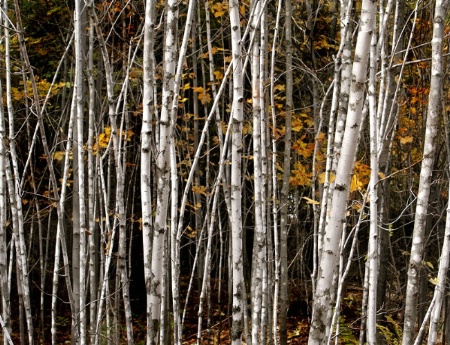 Birches and Maples