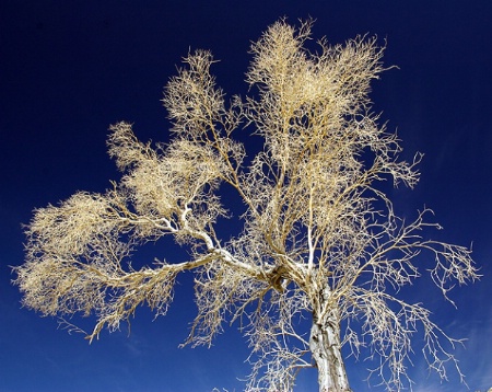 Desert Tree