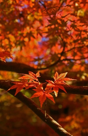 Autumn Orange