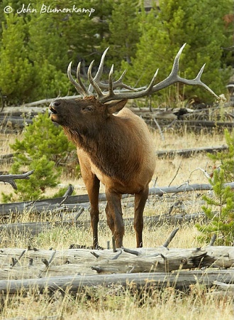 Bull Elk