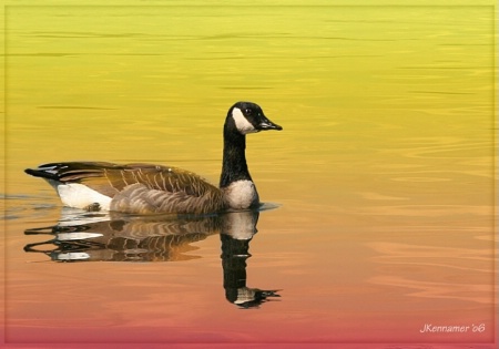 Giant Canada Goose