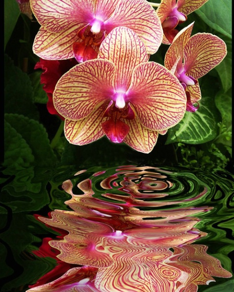 Orchid Reflection