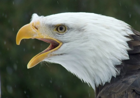 Bald Eagle