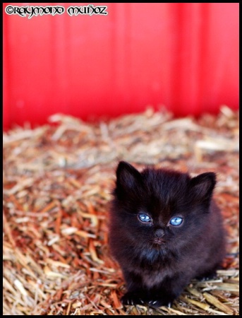 Halloween Kitten