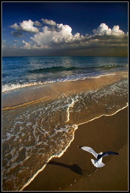 Seascape With Bird
