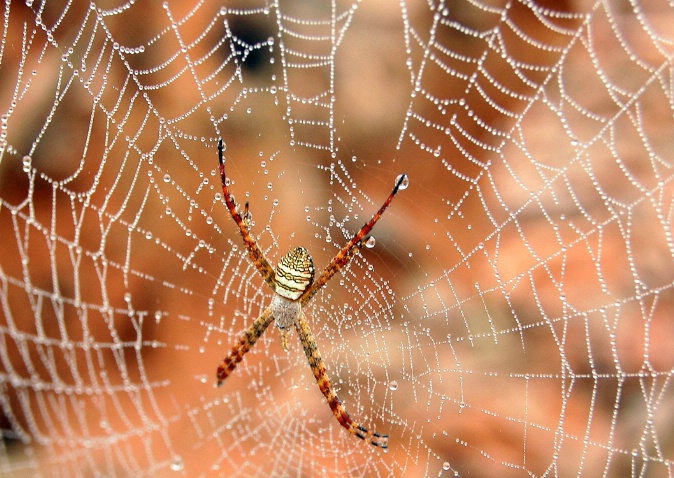 spider on web