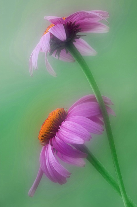 Purple Coneflowers