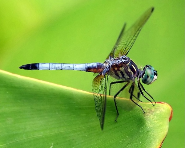 The Blue Dasher
