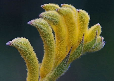 Yellow Kangaroo Paw