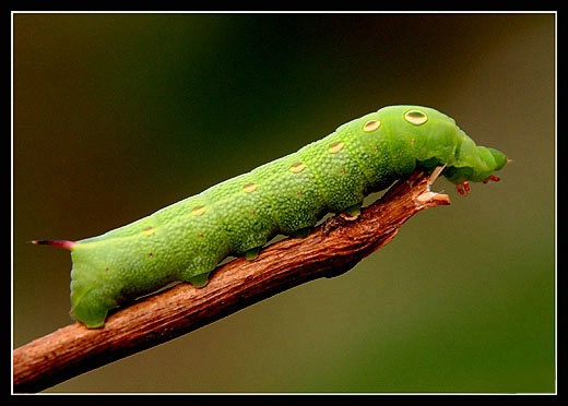 Larva