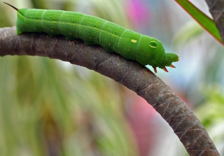 Caterpillar