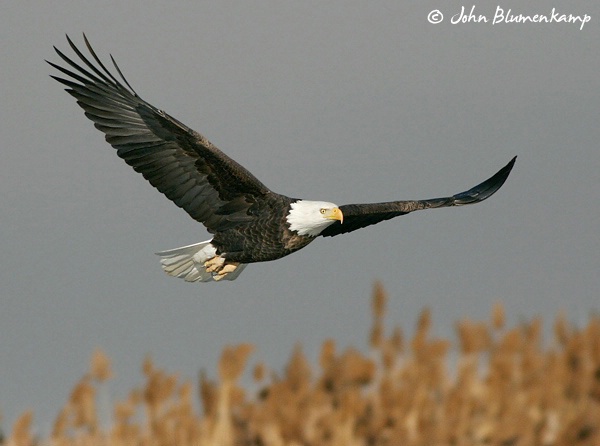 Eagle in Flight