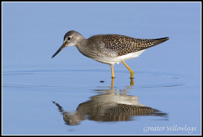 Greater Yellowlegs