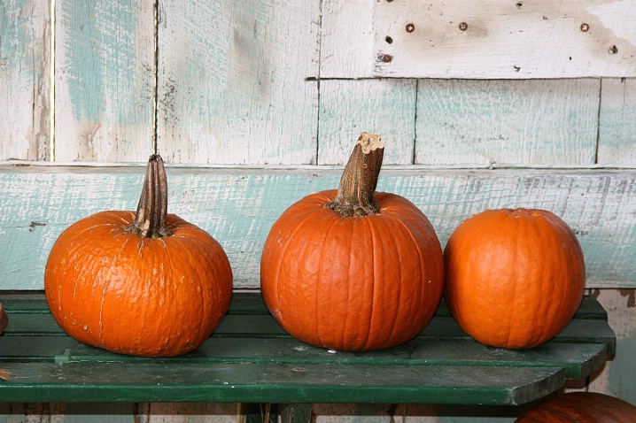 Belmont Pumpkins