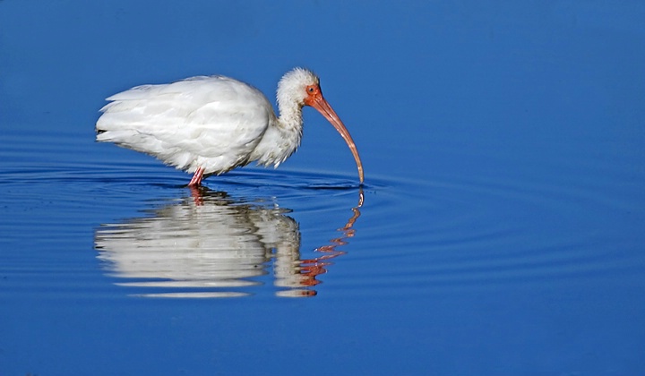 White Ibis