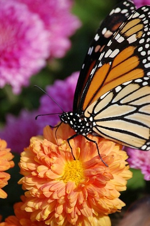 Butterfly And A Mum