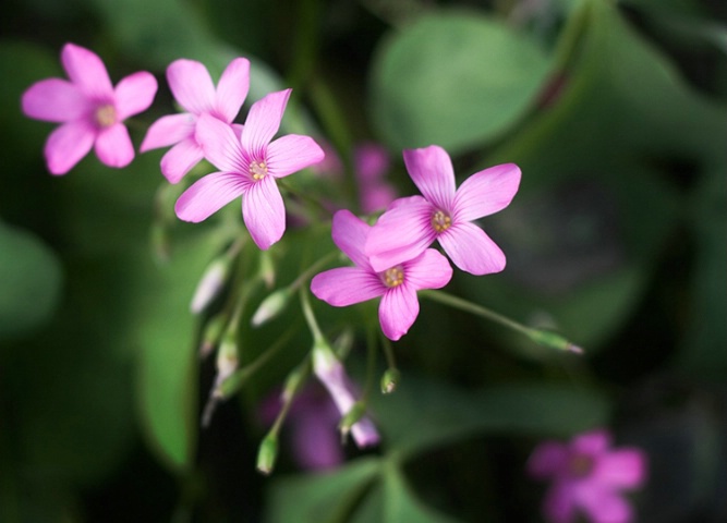 Little Pink Flowers