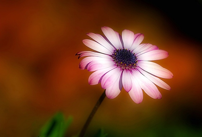 Purple Daisy