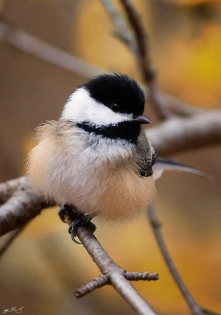 Black-Capped Chickadee