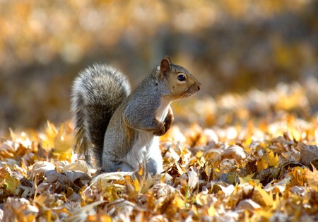 Autumn Squirrel