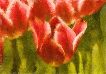 Impression, Tulips