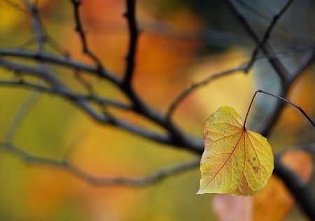 The Last Leaf 