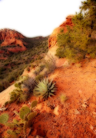 Sedona Cactus