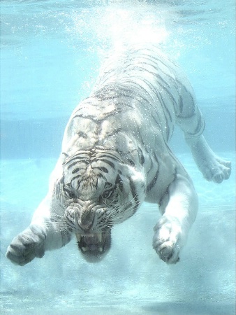 Tiger under water