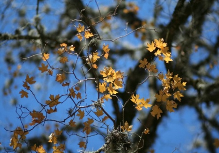 Sunlit leaves, moss in background...much better