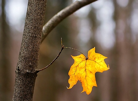 Lonely Leaf