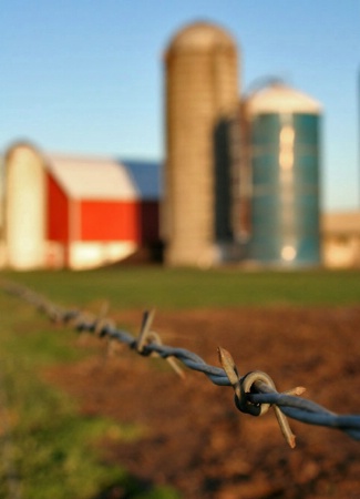 Cow's Perspective