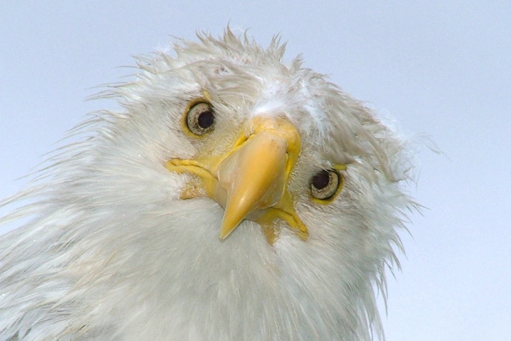 Bald eagle bad hair day