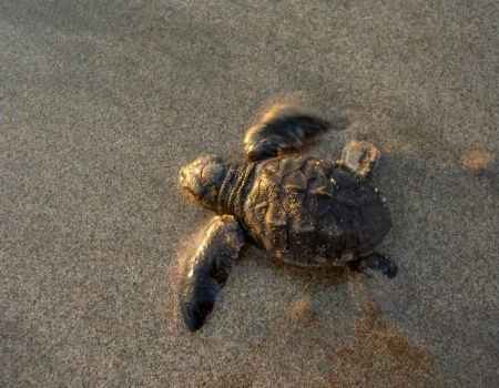 Baby Sea Turtle