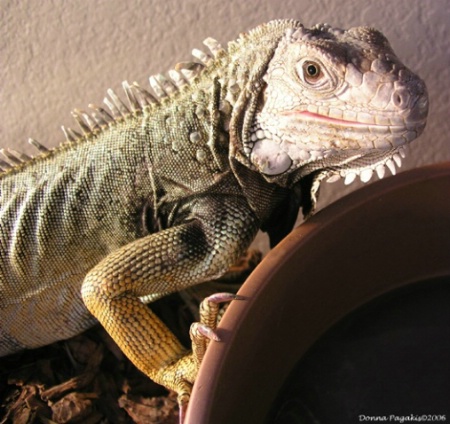 Iguana Smile