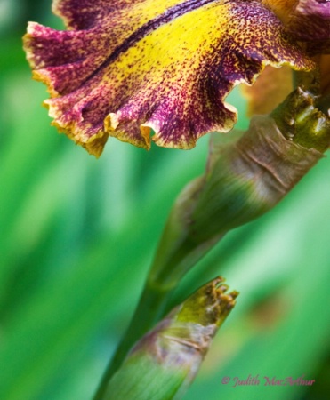 Iris Umbrella