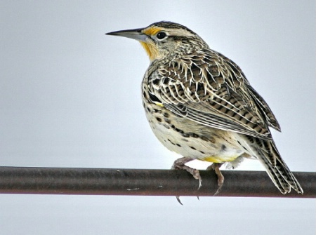 Meadowlark