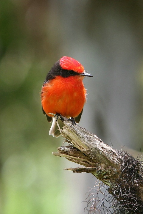 Vermilion Flycatcher