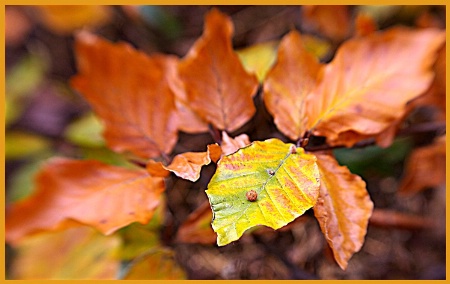 Golden Leaves