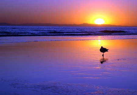 Bird in the Sand