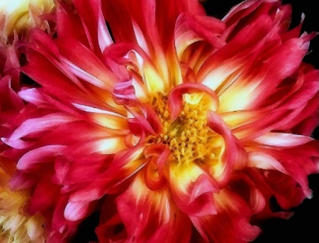 December Dahlia