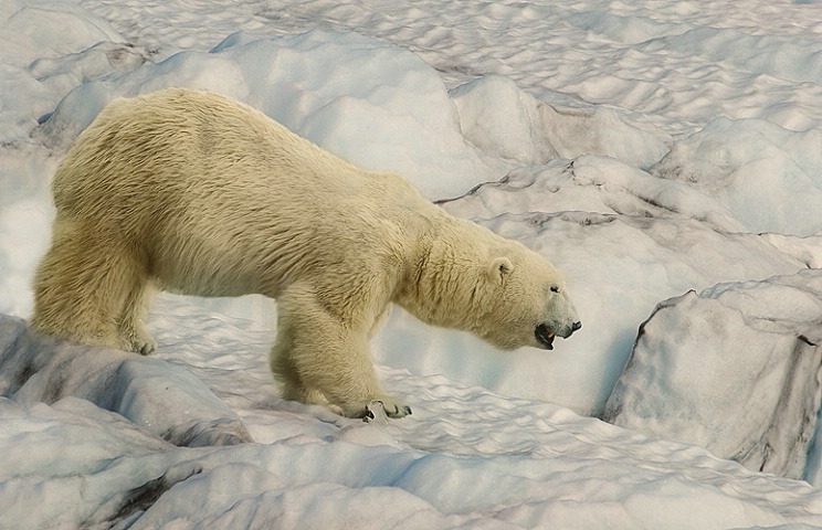 Polar bear stroll