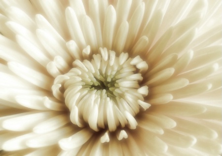 White Chrysanthemum