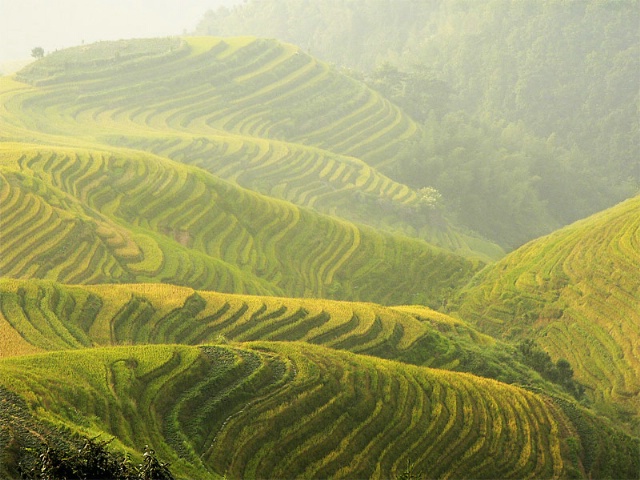 Rice Terraces of Long Ji