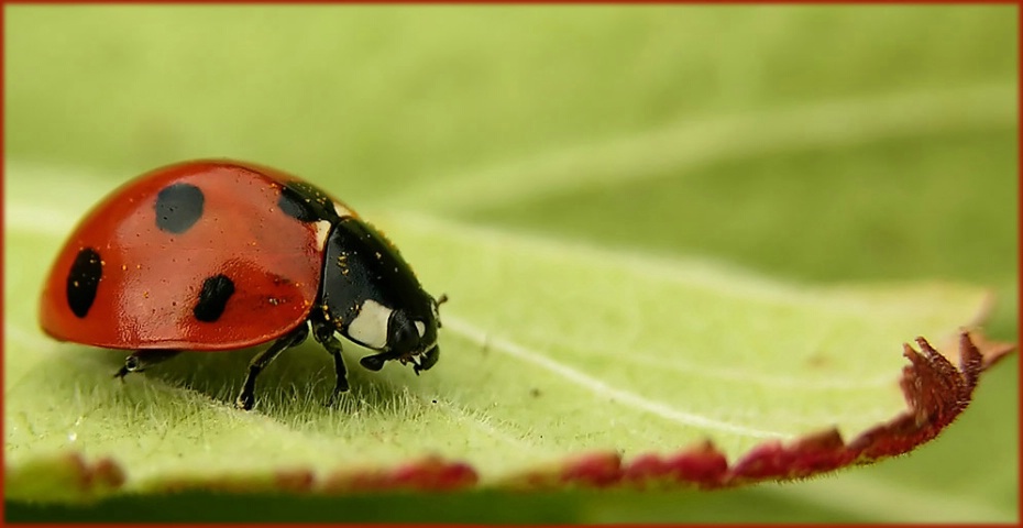 ladybird