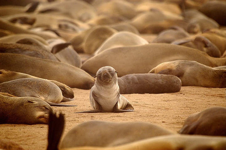 Where are you,mummy?