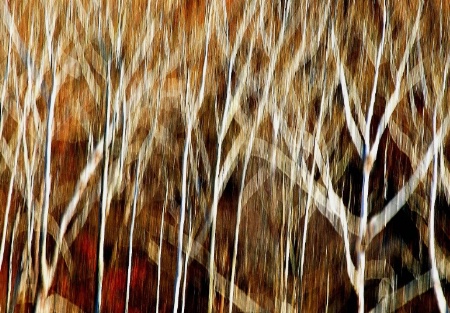 Birches In Motion