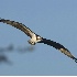 2Osprey in Flight - ID: 3185015 © John Tubbs