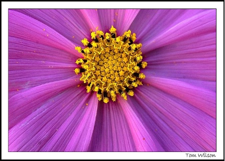 Fractal Flower